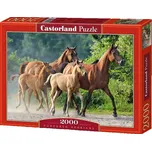 Castorland Koně 2000 dílků