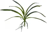 Orchidej listy, zelené, 45 cm