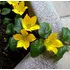 Lysimachia nummularia