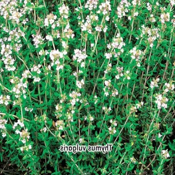 Semeno SEMO Tymián obecný 0,2 g