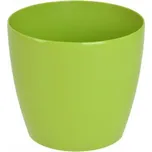 Orion Magnolia 18 cm