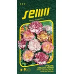 SEMO Hvozdík karafiát Picotee 0,25 g