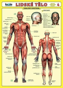 Příroda Lidské tělo - Přehled orgánových soustav - Svalová soustava: a Petr