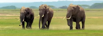 Záložka Záložka Úžaska - Sloni