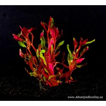 Alternanthera reineckii