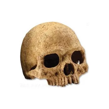 Teraristika Dekorace Exo Terra lidská lebka