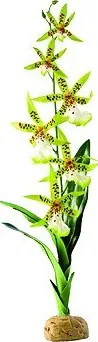 Dekorace do terária Rostlina Exo Terra Spider Orchid