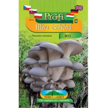 Pěstitelství Nohel Garden Hlíva ústřičná (Pleurotus ostreatus) šedá forma