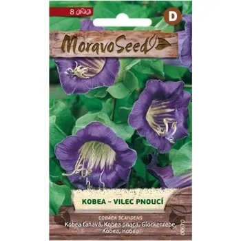 Semeno Moravoseed Kobea vilec pnoucí 8 ks