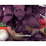 Seva Seed Bazalka pravá červená 250 ks