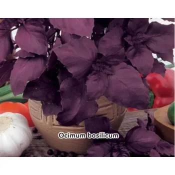 Semeno Seva Seed Bazalka pravá červená 250 ks