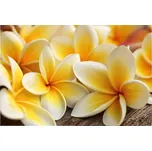 Dimex fototapeta na podlahu Plumeria…