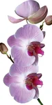 Dimex fototapeta na podlahu Orchid 85 x…