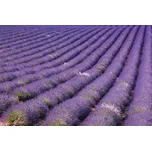 DIMEX Fototapeta na podlahu 255 x 170…