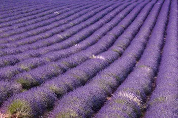 Fototapeta Dimex fototapeta na podlahu Lavender Field 255 x 170 cm