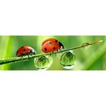 DIMEX fototapeta do kuchyně Beruška