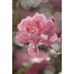 Komar 4-713 184 x 254 cm