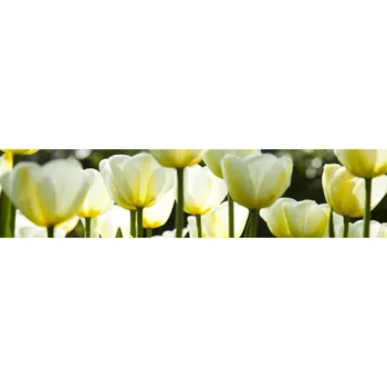 Fototapeta DIMEX Fototapeta do kuchyně 260 x 60 cm bílé tulipány