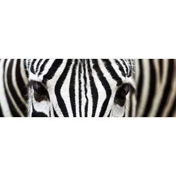 Fototapeta Dimex fototapeta do kuchyně Zebra