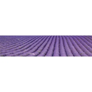 Fototapeta Dimex fototapeta do kuchyně Lavender Field