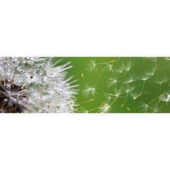 Fototapeta Dimex fototapeta do kuchyně Pampeliška