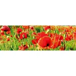 Dimex fototapeta do kuchyně Red Poppiese