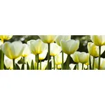 DIMEX Fototapeta do kuchyně 180 x 60 cm…