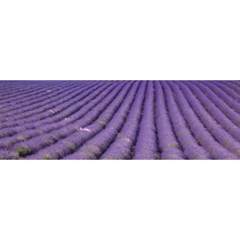 Fototapeta Dimex fototapeta do kuchyně Lavender Field