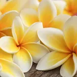 Dimex fototapeta na podlahu Plumeria