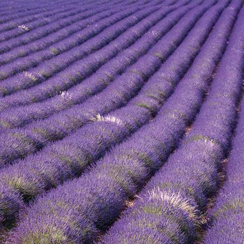 Fototapeta Dimex fototapeta na podlahu Lavender Field