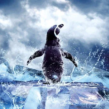 Fototapeta DIMEX fototapeta na podlahu Penguin