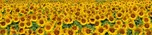 Dimex fototapeta do kuchyně Sunflowers