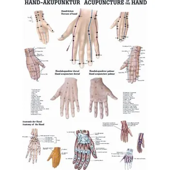 Rudiger Anatomie Akupunkturní zóny na rukou