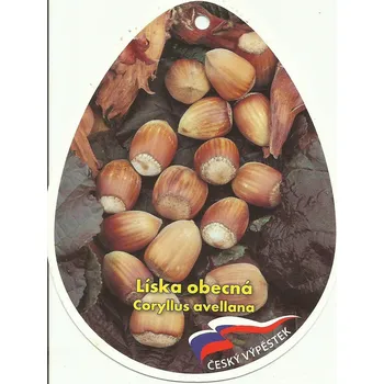 Sazenice Líska obecná - sazenice