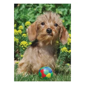 Puzzle Ravensburger Okouzlující jezevčík 500 dílků